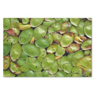 Lily Pads Tissue Paper