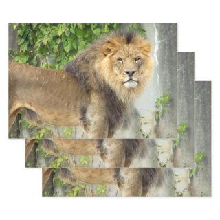 Lion at Maasai Mara 2  Sheets