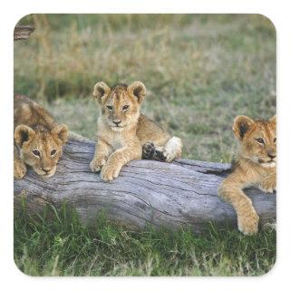 Lion Cubs on Log Square Sticker