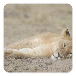 Lion (Panthera leo) cub resting, Masai Mara Game Square Sticker