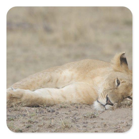 Lion (Panthera leo) cub resting, Masai Mara Game Square Sticker