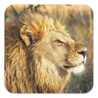 Lion Wild Animal Wildlife Safari Square Sticker