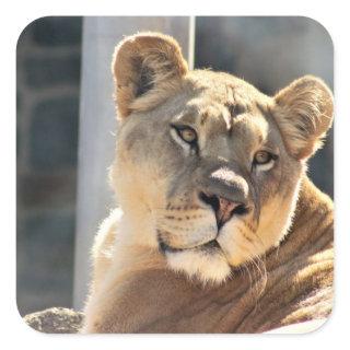 Lioness Square Sticker