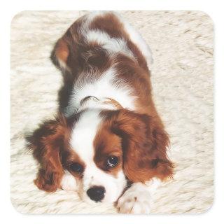 Little One Cavalier King Charles Spaniel Sticker