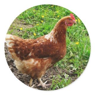 Little Red Chicken  - Free Range Egg Layer Classic Round Sticker
