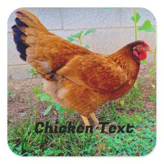 Little Red Hen Chicken  Square Sticker