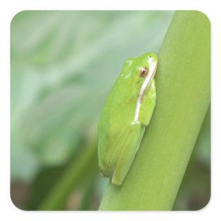 little sleepy green tree frog square sticker