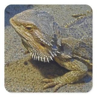 Living Under Fire - Bearded Dragon Square Sticker