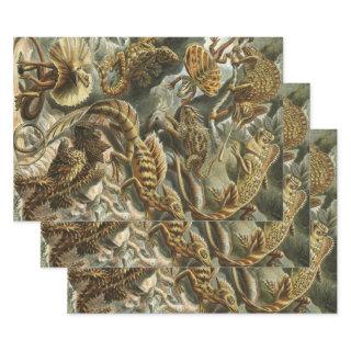 Lizards by Ernst Haeckel Vintage Lacertilia Animal  Sheets