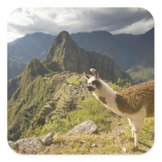 LLamas and an over look of Machu Picchu, Square Sticker