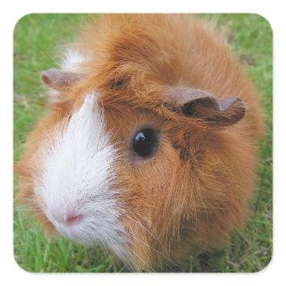 Long Hair, Red and White Guinea Pig Face Closeup Square Sticker