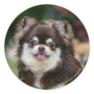 Long Haired Chihuahua Headshot 1 Classic Round Sticker