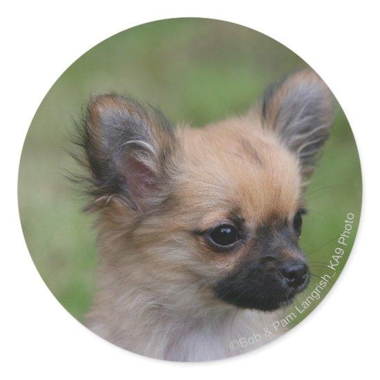 Long Haired Chihuahua Puppy Looking at Camera Classic Round Sticker
