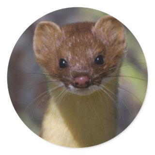 Long-tailed Weasel Classic Round Sticker