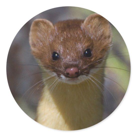 Long-tailed Weasel Classic Round Sticker