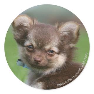 Longhaired Chihuahua Puppy Looking at Camera Classic Round Sticker