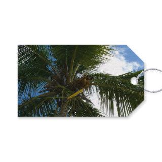 Looking Up to Coconut Palm Tree Tropical Nature Gift Tags