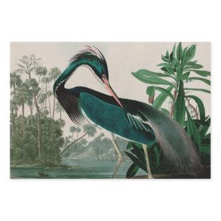 Louisiana Heron Birds of America Audubon Print  Sheets