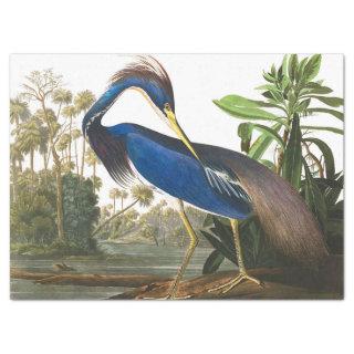 Louisiana Heron by John James Audubon Tissue Paper