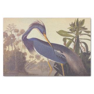 Louisiana Heron or Tricolored Heron by Audubon Tissue Paper