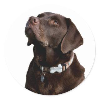 Love Black Brown Labrador Retriever Sticker  Label