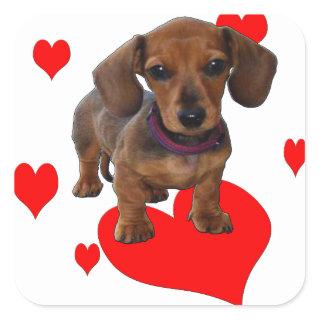 Love (Hearts) Dachsies - Dachshund Square Sticker