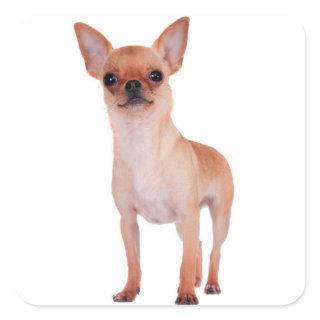 Love Short Hair Chihuahua Puppy Dog Square Sticker