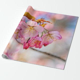 Luxurious Sakura Flowers In The Spring Garden