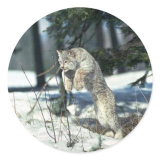 Lynx leaping, bounding on snow classic round sticker