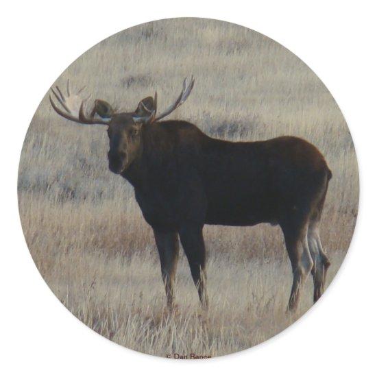 M4 Bull Moose Classic Round Sticker