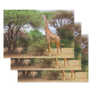 Maasai Giraffe  Sheets
