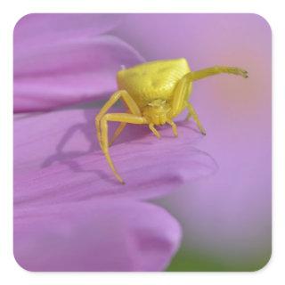 Macro crab spider on cosmos flower square sticker