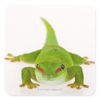 Madagascar day gecko (Phelsuma madagascariensis) Square Sticker
