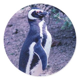 Magellanic Penguin in Peninsula Valdes - Argentina Classic Round Sticker