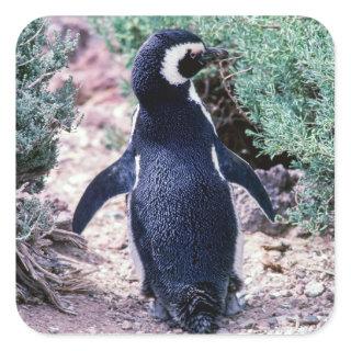 Magellanic Penguin in Peninsula Valdes - Argentina Square Sticker