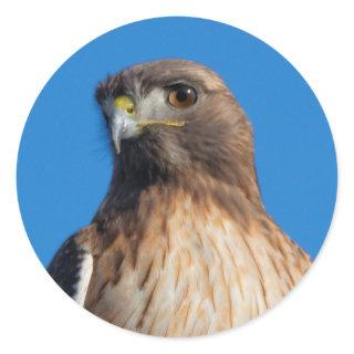 Magnificent Red-Tailed Hawk in the Sun Classic Round Sticker