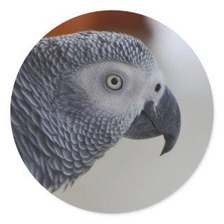 Majestic African Grey Parrot Classic Round Sticker