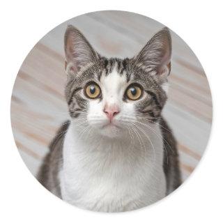 Make Your Own Custom Photo Pet Cat Dog Animal      Classic Round Sticker