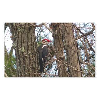 Male Pileated Woodpecker Rectangular Sticker