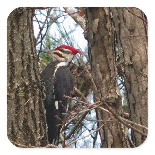 Male Pileated Woodpecker Square Sticker