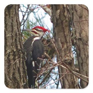 Male Pileated Woodpecker Square Sticker