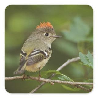 Male Ruby-crowned Kinglet, Regulus calendula Square Sticker