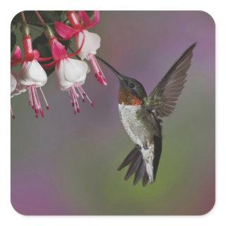 Male Ruby throated Hummingbird, Archilochus Square Sticker