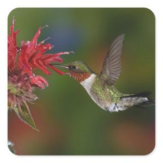 Male Ruby-throated Hummingbird Square Sticker