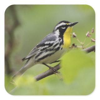 Male Yellow-throated Warbler, Dendroica Square Sticker