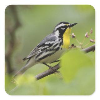 Male Yellow-throated Warbler, Dendroica Square Sticker