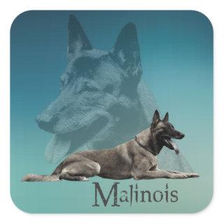 Malinois - Belgian shepherd -Mechelaar -Maligator Square Sticker