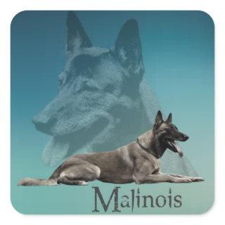 Malinois - Belgian shepherd -Mechelaar -Maligator Square Sticker