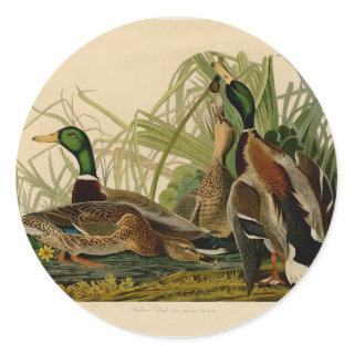 Mallard Duck Audubon Bird Painting Classic Round Sticker