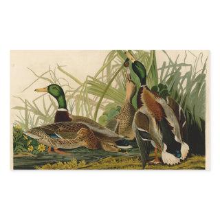 Mallard Duck Audubon Bird Painting Rectangular Sticker